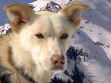 Groenlandse Eskimohond