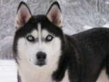Siberian Husky