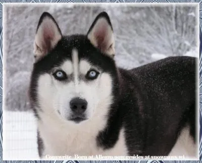 Siberian Husky