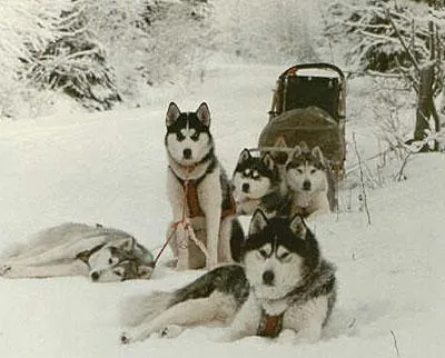 Siberian Husky