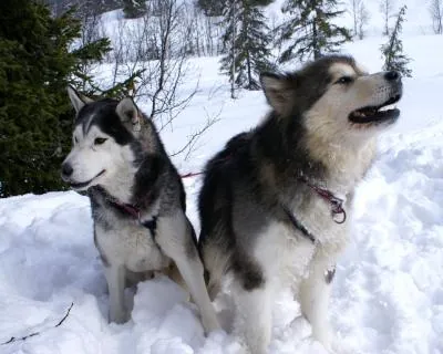 Siberian Husky