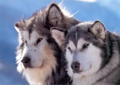 Alaska Malamute