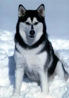 Alaska Malamute