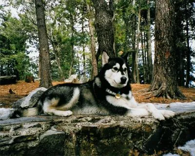 Alaska Malamute