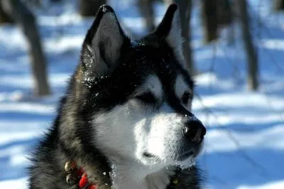 Alaska Malamute